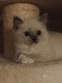 Cucciola Ragdoll