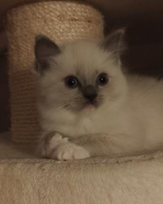 Cucciola Ragdoll