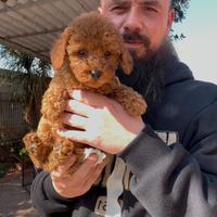 Cuccioli di barboncino nano-toy