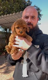 Cuccioli di barboncino nano-toy