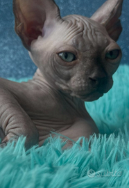 Sphynx cucciolo pedigree