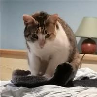 DUDA gattina dolcissima