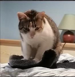 DUDA gattina dolcissima