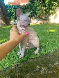 Gattina Sphynx