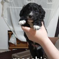 Cuccioli meticci