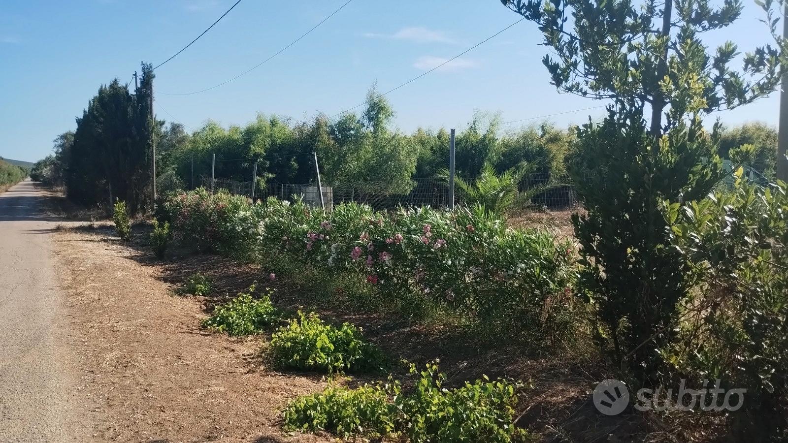 Terreno agricolo con rustico - Vista 4