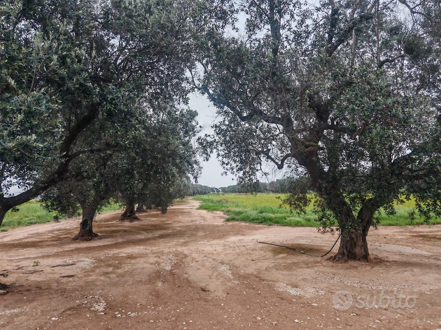 Terreno agricolo Restinco Brindisi accesso diretto - Vista 2