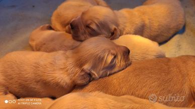 Cuccioli di cane Golden retriever angloamericano