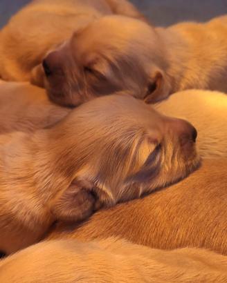 Cuccioli di cane Golden retriever angloamericano