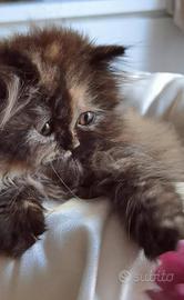 Cuccioli di Gatto Persiano