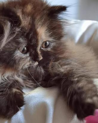 Cuccioli di Gatto Persiano