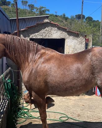 Cavalla Araba di 17 anni