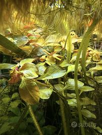 Ludwigia repens pianta rossa acquario + omaggio