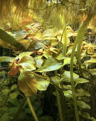 Ludwigia repens pianta rossa acquario + omaggio