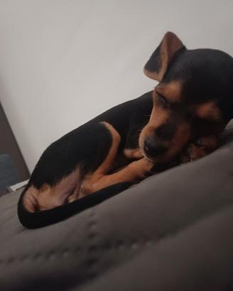 Chihuahua