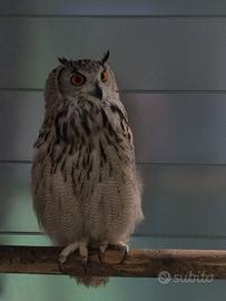 Gufo reale femmina riproduttrice