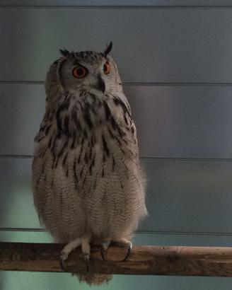 Gufo reale femmina riproduttrice