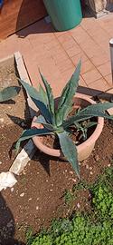 agave