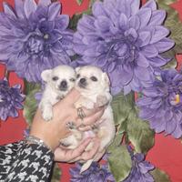 Cuccioli chihuahua