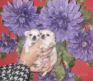 Cuccioli chihuahua