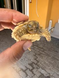 Baby Sulcata tartaruga