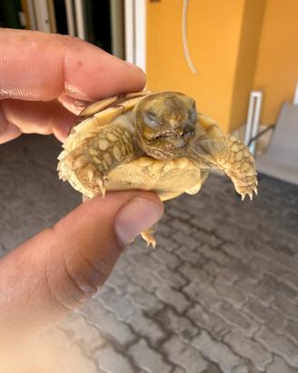 Baby Sulcata tartaruga