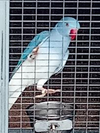 Parrocchetti cleartail pulli