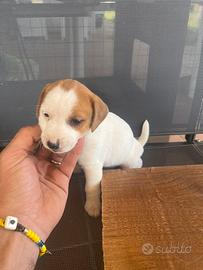 Jack russell vendita