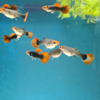 Guppy red nose