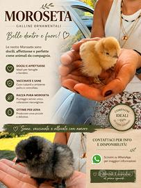 Pulcini Moroseta - Galline Ornamentali