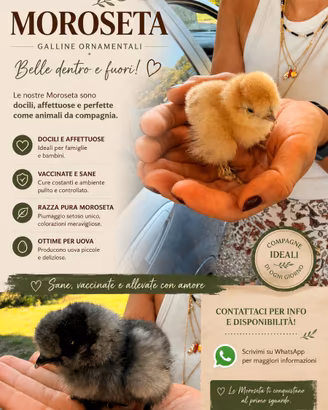 Pulcini Moroseta - Galline Ornamentali