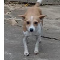 Tittina taglia piccola