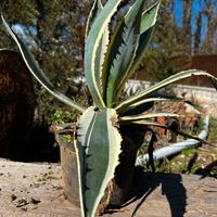 Pianta Agave variegata