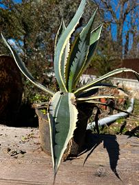 Pianta Agave variegata