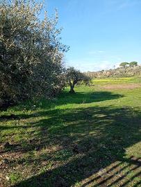 Terreno agricolo - prezzo trattabile