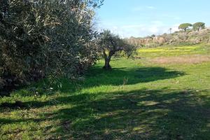 Terreno agricolo - prezzo trattabile
