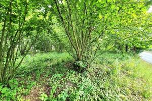 Terreno con possibilità di costruire