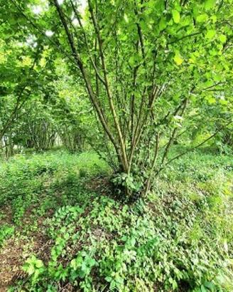 Terreno con possibilità di costruire