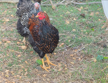 Galli wyandotte oro orlo nero