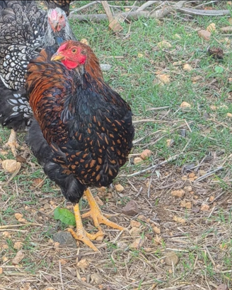 Galli wyandotte oro orlo nero