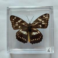 Farfalla da collezione.