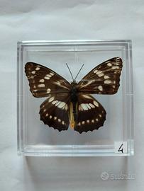 Farfalla da collezione.