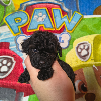 Barboncino mini toy nero 2 maschi