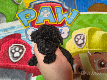 Barboncino mini toy nero 2 maschi