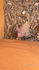 Calopsite da imbecco