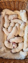 Cuccioli di dalmata con pedegree