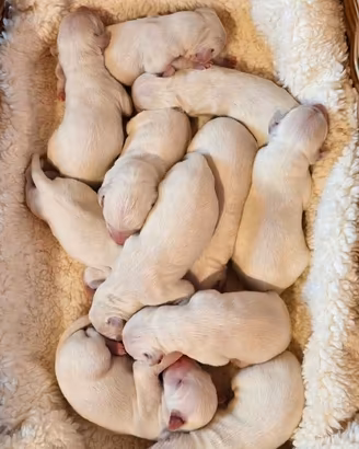 Cuccioli di dalmata con pedegree