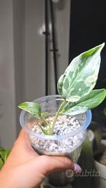 Monstera Bulbasaur (TC) n.15