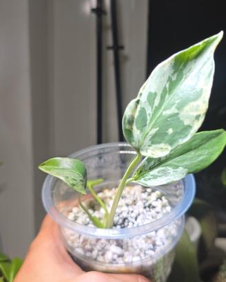 Monstera Bulbasaur (TC) n.15