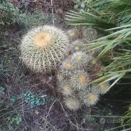  Echinocactus grusoni o cuscino della suocera